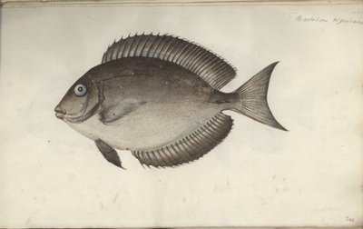 Chaetodon nigricans door Friedrich August Kruger